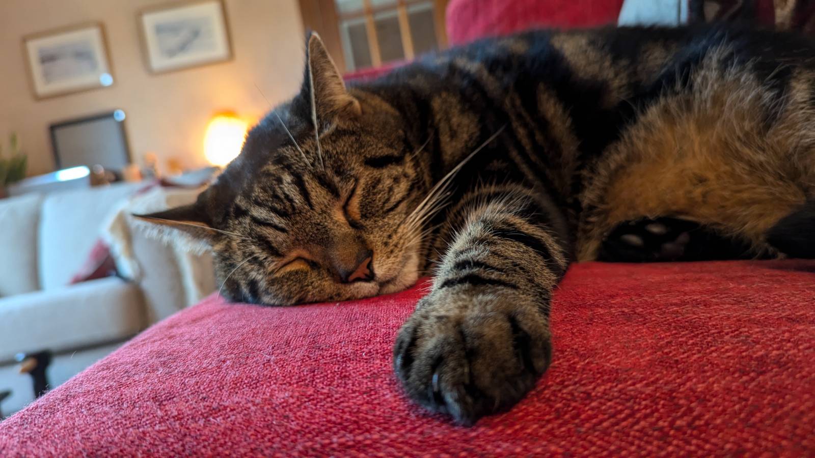 my cat, a handsome tabby, sleeping on a red sofa cushion